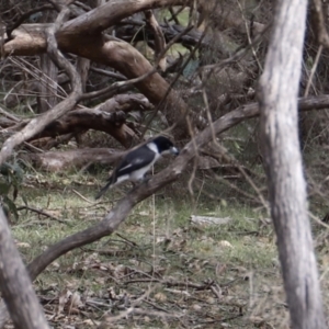 Cracticus torquatus at Green Cape, NSW - 15 Apr 2023