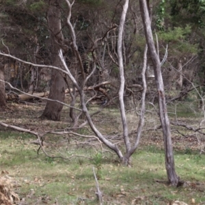 Cracticus torquatus at Green Cape, NSW - 15 Apr 2023