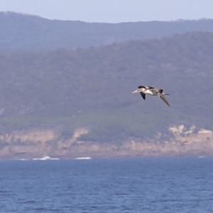 Morus serrator at Green Cape, NSW - 15 Apr 2023 10:17 AM