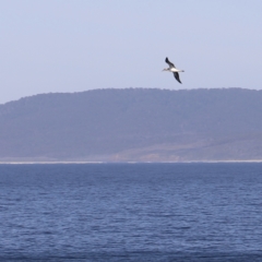 Morus serrator at Green Cape, NSW - 15 Apr 2023