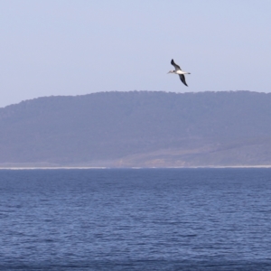 Morus serrator at Green Cape, NSW - 15 Apr 2023