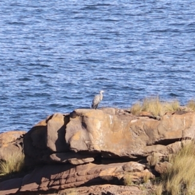 Egretta novaehollandiae (White-faced Heron) at Ben Boyd National Park - 15 Apr 2023 by JimL