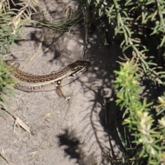 Liopholis whitii (White's Skink) at Ben Boyd National Park - 14 Apr 2023 by JimL