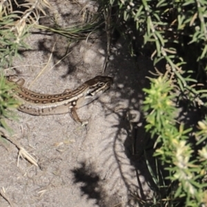 Liopholis whitii at Green Cape, NSW - 15 Apr 2023