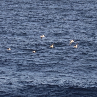 Morus serrator (Australasian Gannet) at Ben Boyd National Park - 14 Apr 2023 by JimL