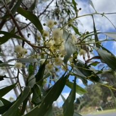 Acacia implexa (Hickory Wattle, Lightwood) at Wamboin, NSW - 4 Feb 2023 by natureguy