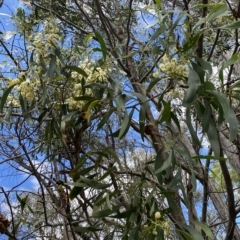 Acacia implexa at Wamboin, NSW - 4 Feb 2023