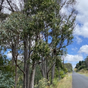 Acacia implexa at Wamboin, NSW - 4 Feb 2023