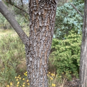 Acacia implexa at Wamboin, NSW - 4 Feb 2023