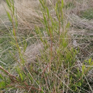 Dodonaea viscosa at Fadden, ACT - 16 Apr 2023