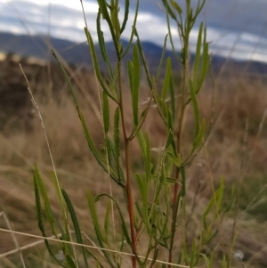 Dodonaea viscosa at Fadden, ACT - 16 Apr 2023