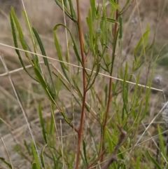 Dodonaea viscosa at Fadden, ACT - 16 Apr 2023