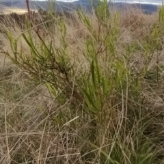 Dodonaea viscosa at Fadden, ACT - 16 Apr 2023