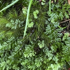 Hymenophyllum cupressiforme (Common Filmy Fern) at Fitzroy Falls - 2 Apr 2023 by Tapirlord