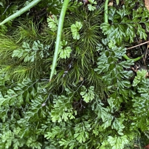 Hymenophyllum cupressiforme at Fitzroy Falls, NSW - 2 Apr 2023