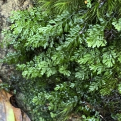 Hymenophyllum cupressiforme at Fitzroy Falls, NSW - suppressed