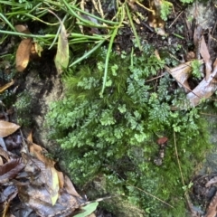 Hymenophyllum cupressiforme at Fitzroy Falls, NSW - suppressed