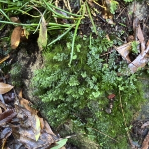 Hymenophyllum cupressiforme at Fitzroy Falls, NSW - 2 Apr 2023