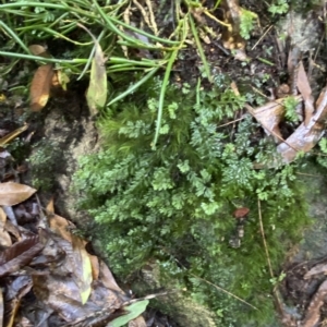 Hymenophyllum cupressiforme at Fitzroy Falls, NSW - 2 Apr 2023