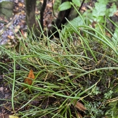 Dockrillia striolata (Streaked Rock Orchid) at Fitzroy Falls, NSW - 2 Apr 2023 by Tapirlord