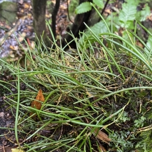 Dockrillia striolata at Fitzroy Falls, NSW - suppressed