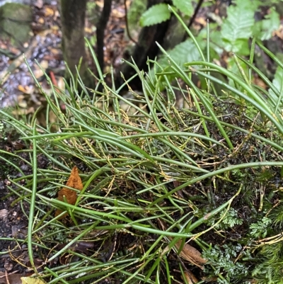 Dockrillia striolata (Streaked Rock Orchid) at Fitzroy Falls - 2 Apr 2023 by Tapirlord