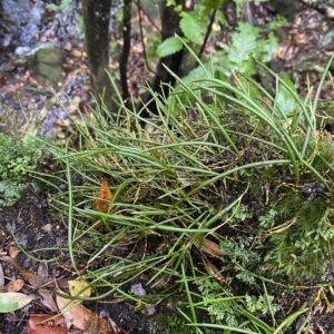Dockrillia striolata at Fitzroy Falls, NSW - suppressed