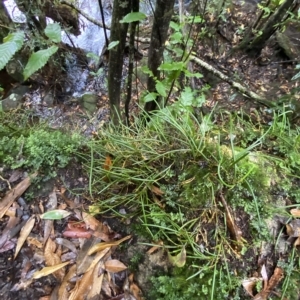 Dockrillia striolata at Fitzroy Falls, NSW - suppressed