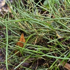 Dockrillia striolata at Fitzroy Falls, NSW - suppressed