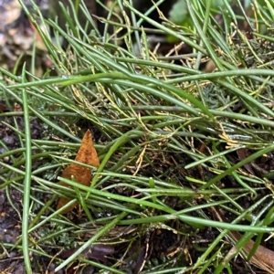 Dockrillia striolata at Fitzroy Falls, NSW - suppressed