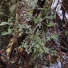 Eucryphia moorei (Pinkwood/Plumwood) at Morton National Park - 2 Apr 2023 by Tapirlord