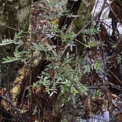 Eucryphia moorei (Pinkwood/Plumwood) at Fitzroy Falls, NSW - 2 Apr 2023 by Tapirlord