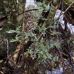 Eucryphia moorei at Fitzroy Falls, NSW - 2 Apr 2023