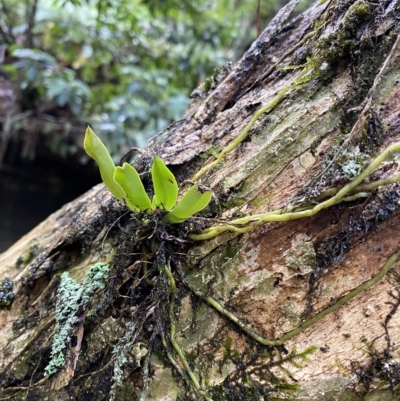 Sarcochilus falcatus (Orange Blossum Orchid) at Fitzroy Falls - 2 Apr 2023 by Tapirlord