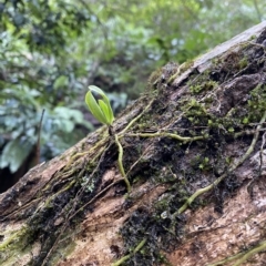 Sarcochilus falcatus at Fitzroy Falls, NSW - suppressed