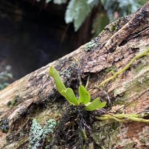 Sarcochilus falcatus at Fitzroy Falls, NSW - 2 Apr 2023