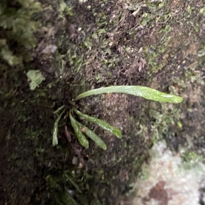 Notogrammitis billardierei (Finger Fern) at Fitzroy Falls - 2 Apr 2023 by Tapirlord