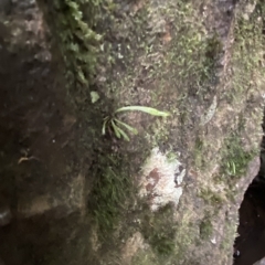 Notogrammitis billardierei at Fitzroy Falls, NSW - suppressed