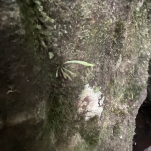 Notogrammitis billardierei at Fitzroy Falls, NSW - suppressed