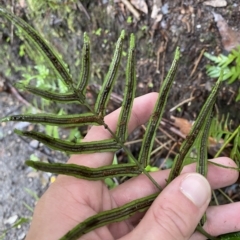 Blechnum ambiguum at Fitzroy Falls, NSW - 2 Apr 2023 01:28 PM