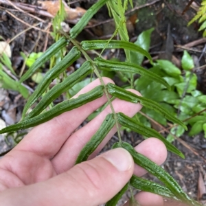 Blechnum ambiguum at Fitzroy Falls, NSW - 2 Apr 2023