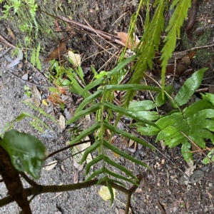 Blechnum ambiguum at Fitzroy Falls, NSW - 2 Apr 2023