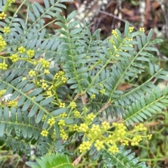 Acacia terminalis (Sunshine Wattle) at Wingecarribee Local Government Area - 2 Apr 2023 by Tapirlord