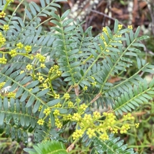 Acacia terminalis at Fitzroy Falls, NSW - 2 Apr 2023