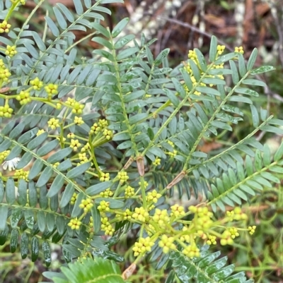 Acacia terminalis (Sunshine Wattle) at Morton National Park - 2 Apr 2023 by Tapirlord