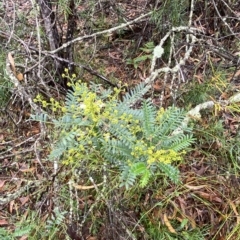 Acacia terminalis at Fitzroy Falls, NSW - 2 Apr 2023