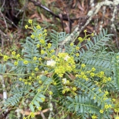 Acacia terminalis at Fitzroy Falls, NSW - 2 Apr 2023 01:22 PM