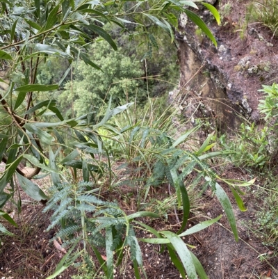 Acacia melanoxylon (Blackwood) at Wingecarribee Local Government Area - 2 Apr 2023 by Tapirlord