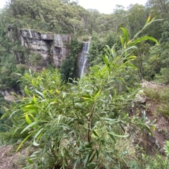 Acacia melanoxylon at Fitzroy Falls, NSW - 2 Apr 2023