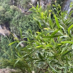 Acacia melanoxylon at Fitzroy Falls, NSW - 2 Apr 2023 01:17 PM